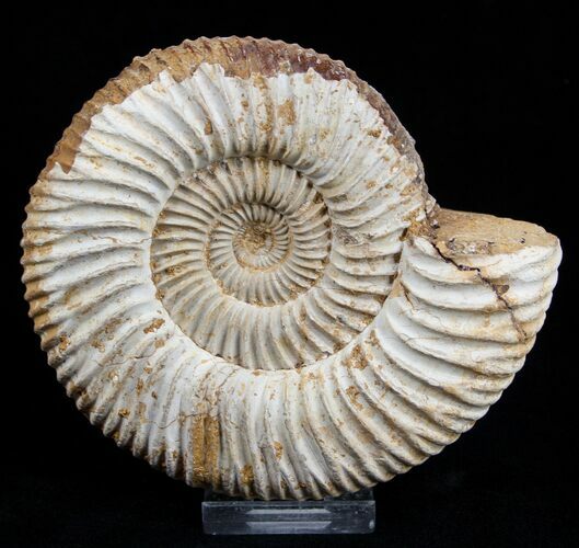 / Inch Perisphinctes Ammonite - Jurassic #1943